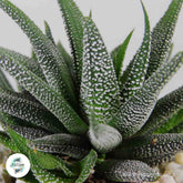 Haworthia fasciata v concolor / 40 seeds (Concolor zebra plant)